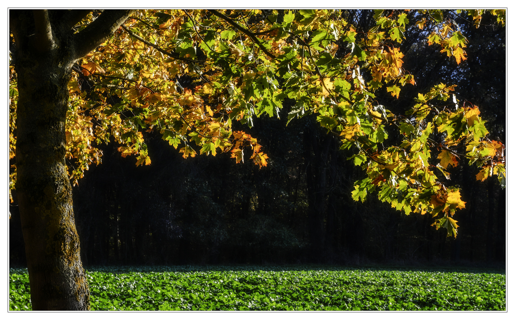 Herbstlaub