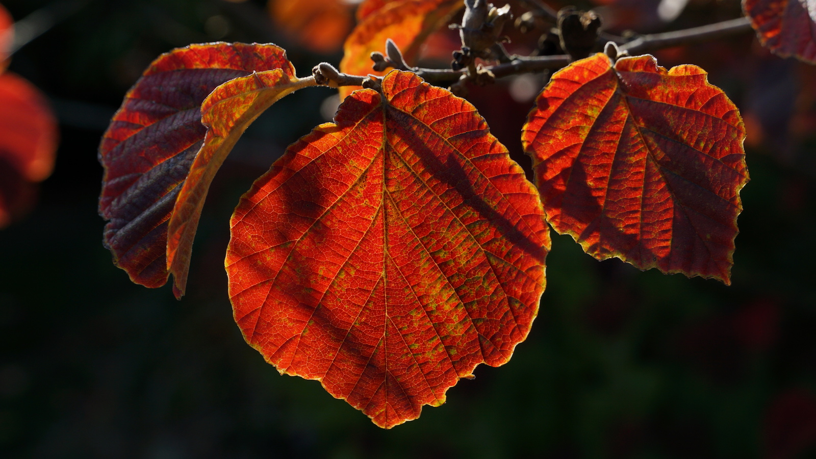 Herbstlaub