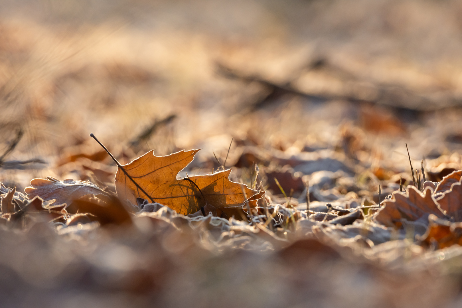 Herbstlaub