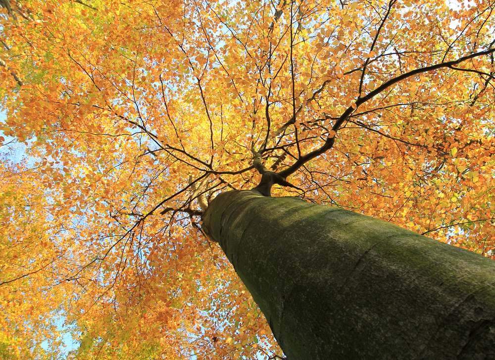 Herbstlaub