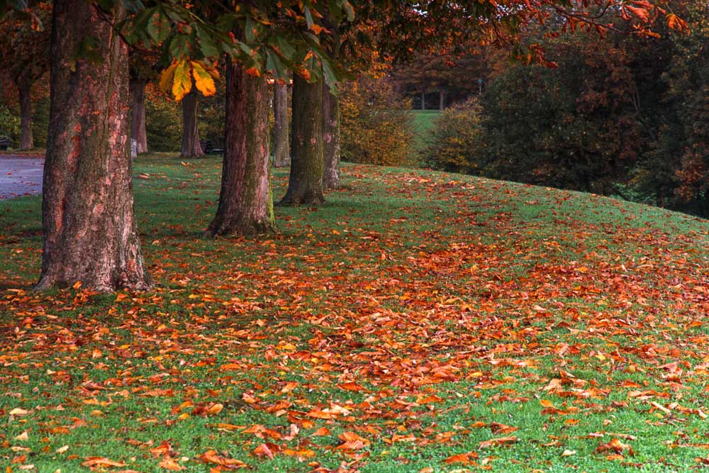 Herbstlaub