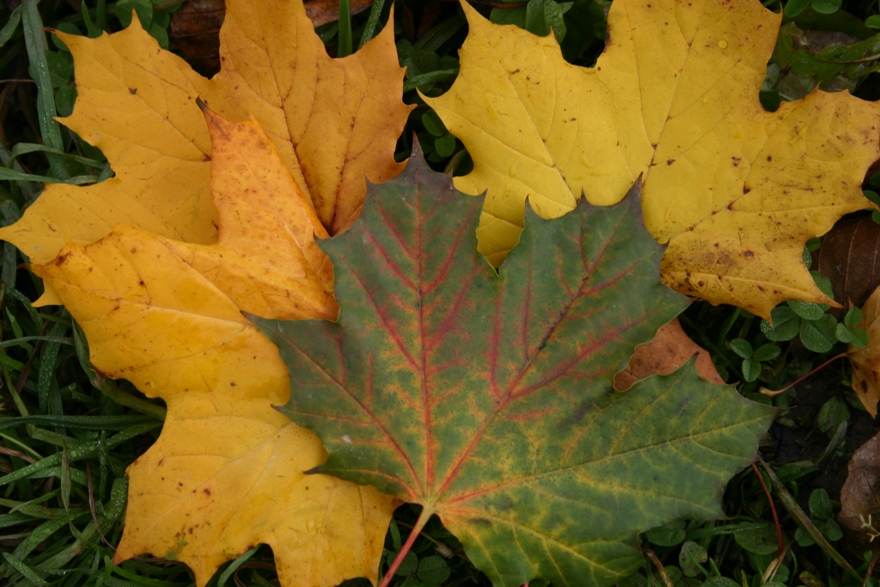 Herbstlaub