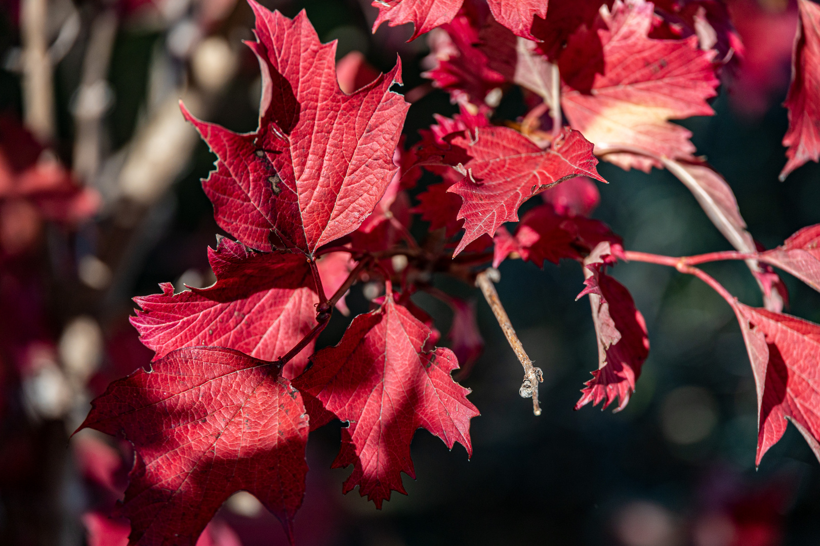 Herbstlaub