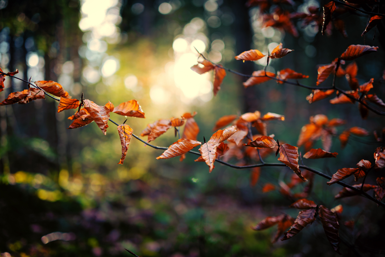 Herbstlaub