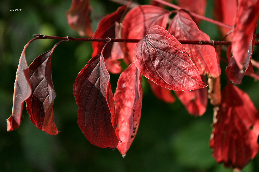 Herbstlaub