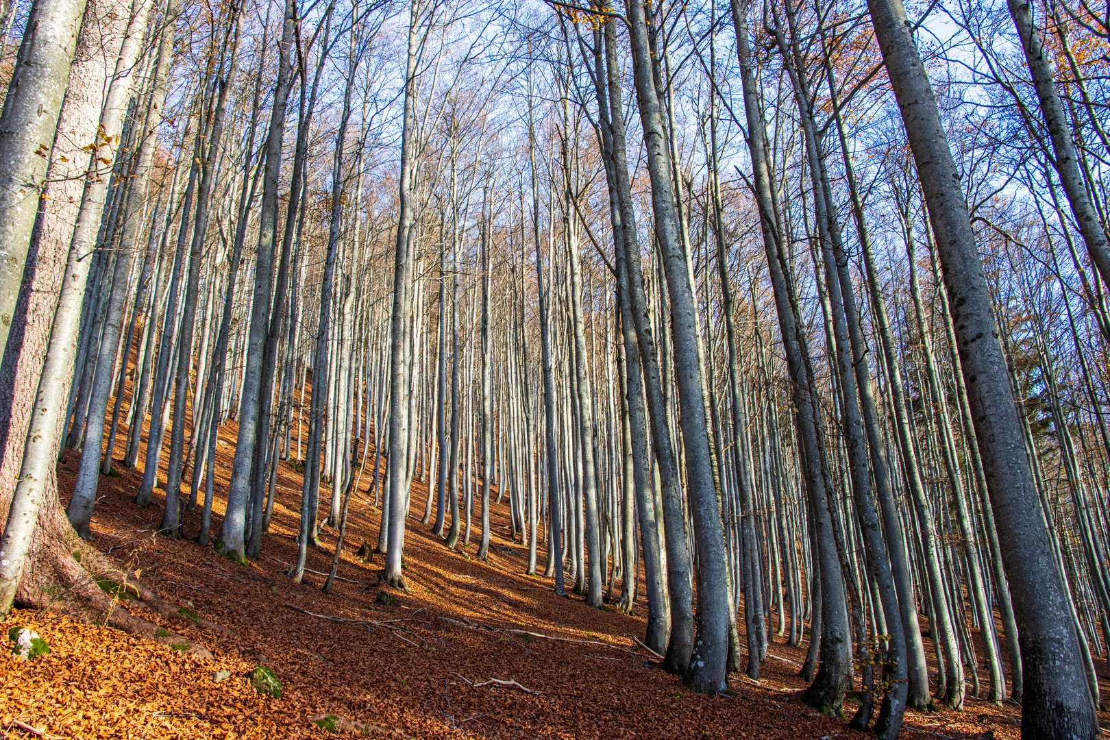 Herbstlaub