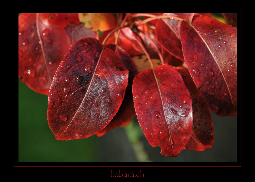 Herbstlaub