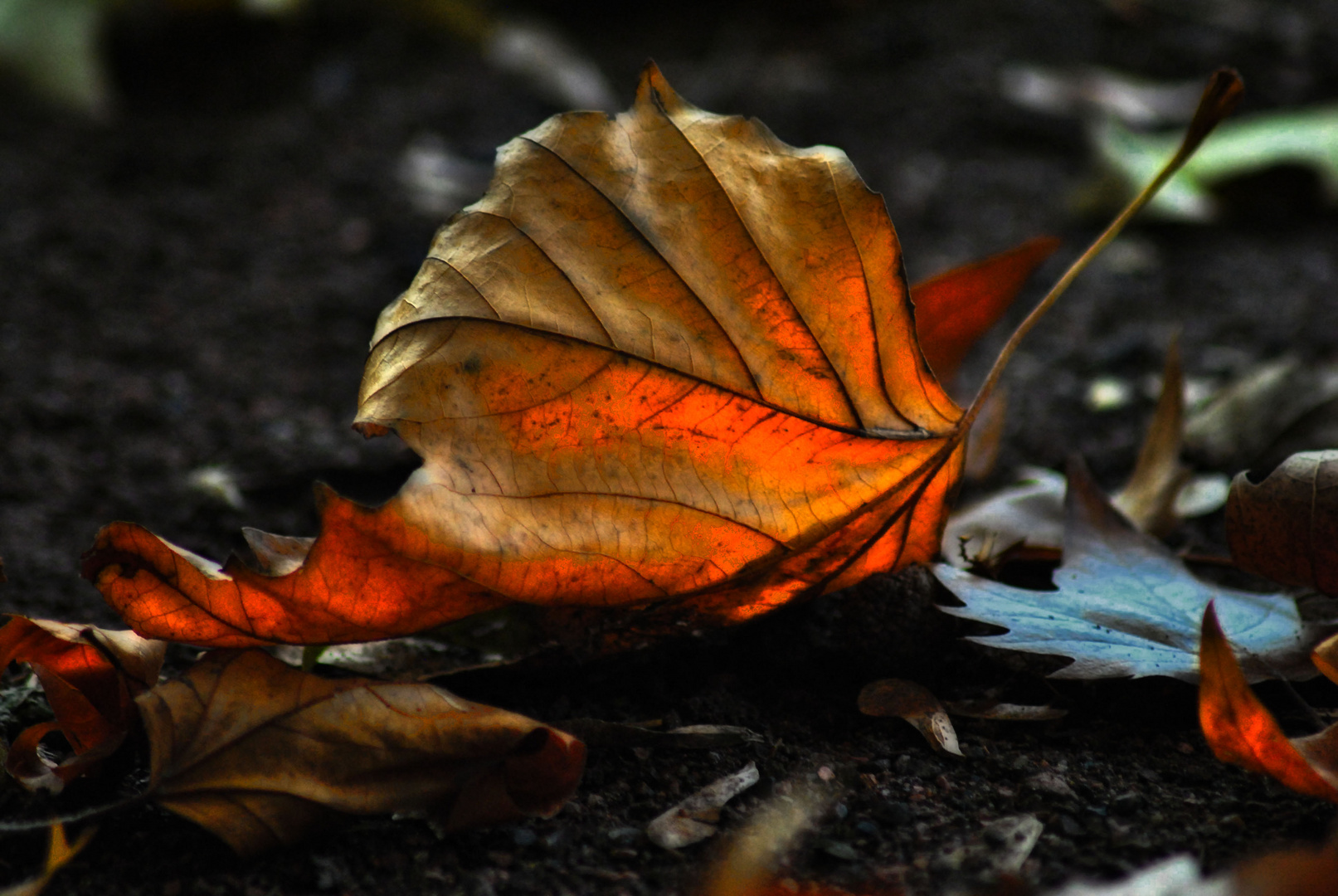 .......Herbstlaub......