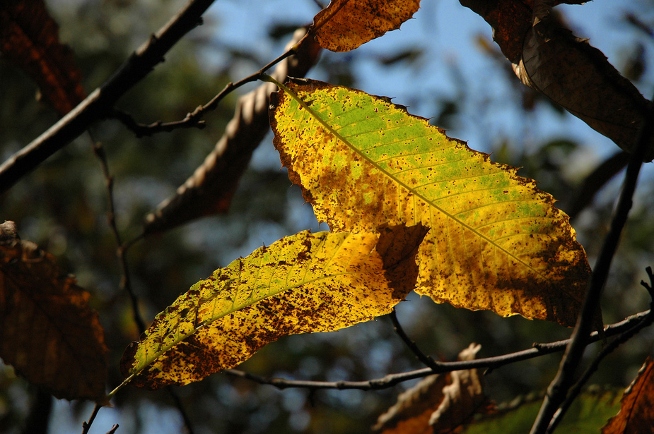 Herbstlaub