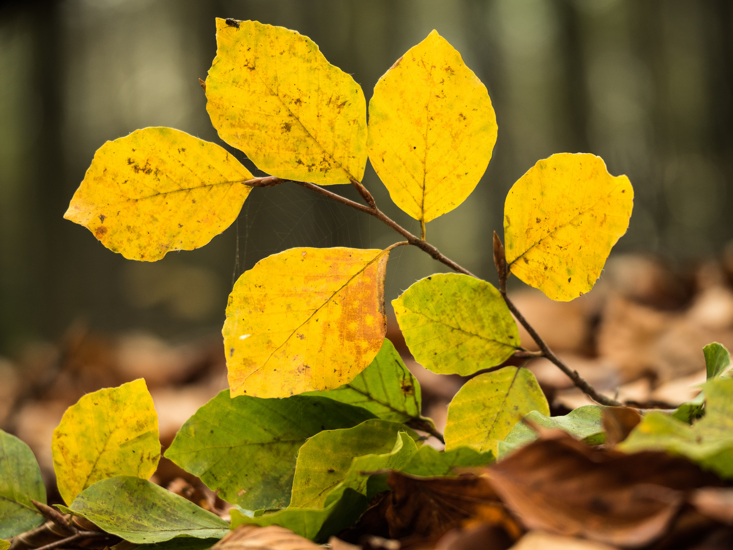 Herbstlaub