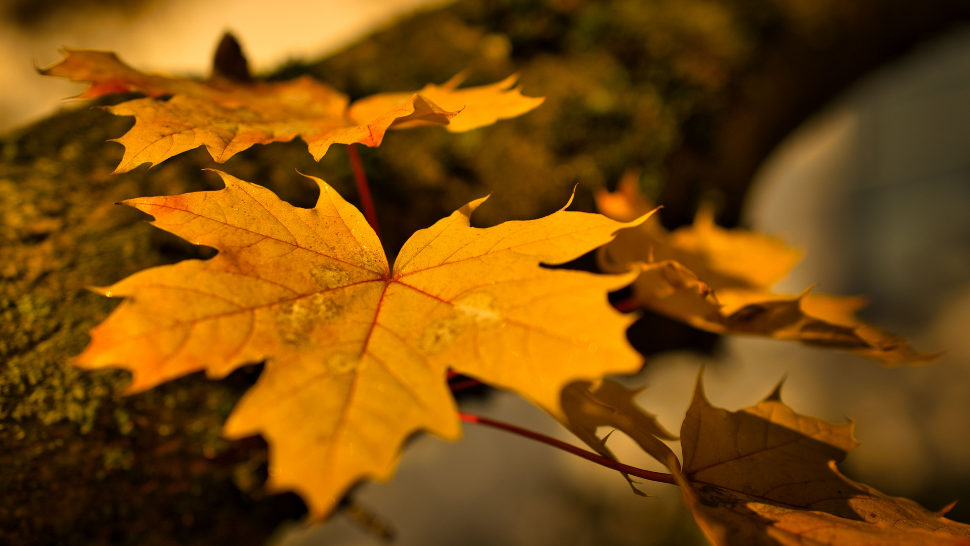 Herbstlaub