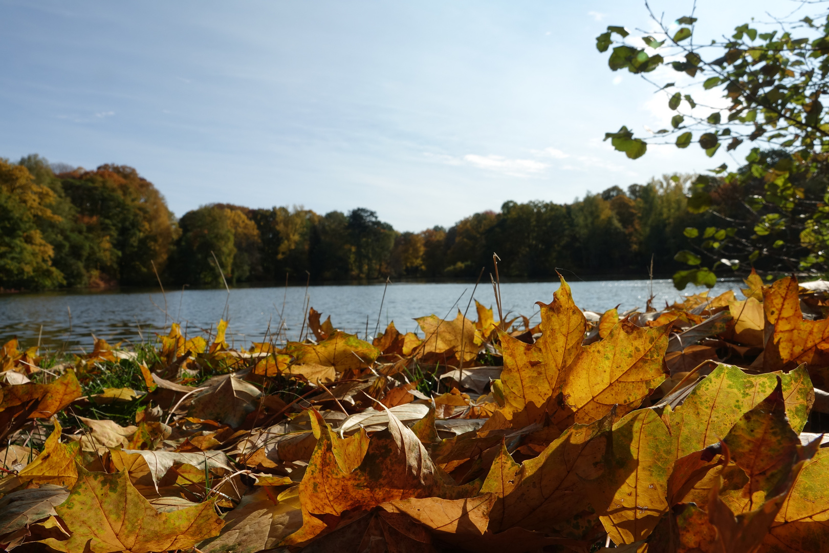 Herbstlaub