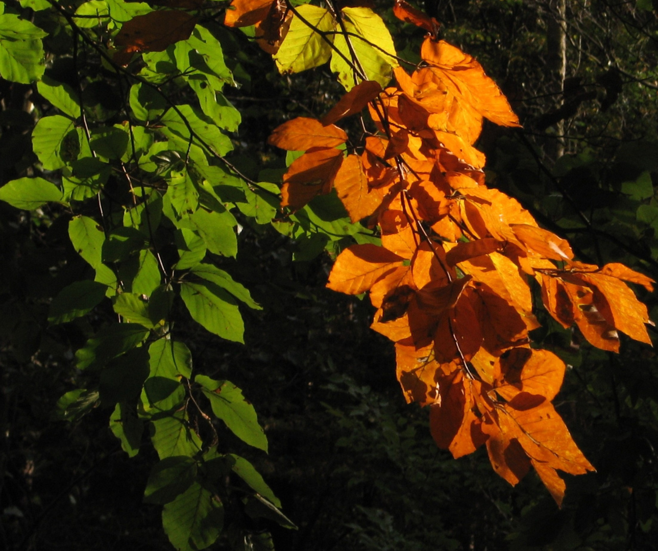 Herbstlaub