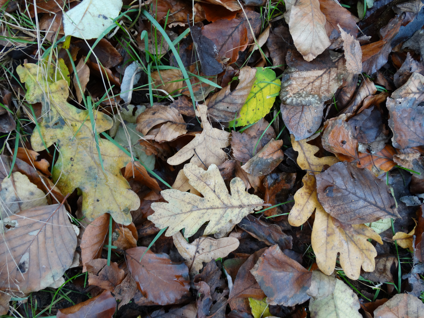 Herbstlaub