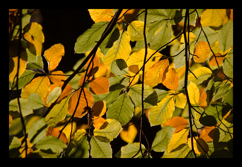 Herbstlaub