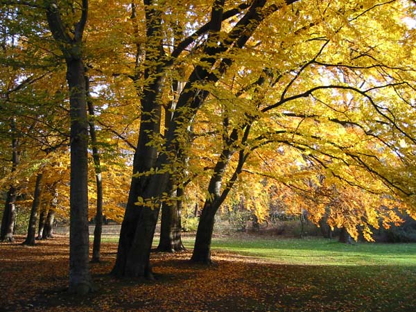 Herbstlaub