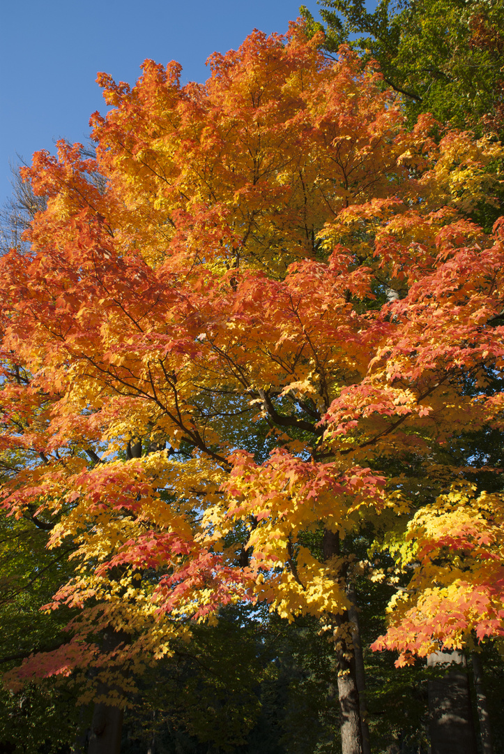 Herbstlaub