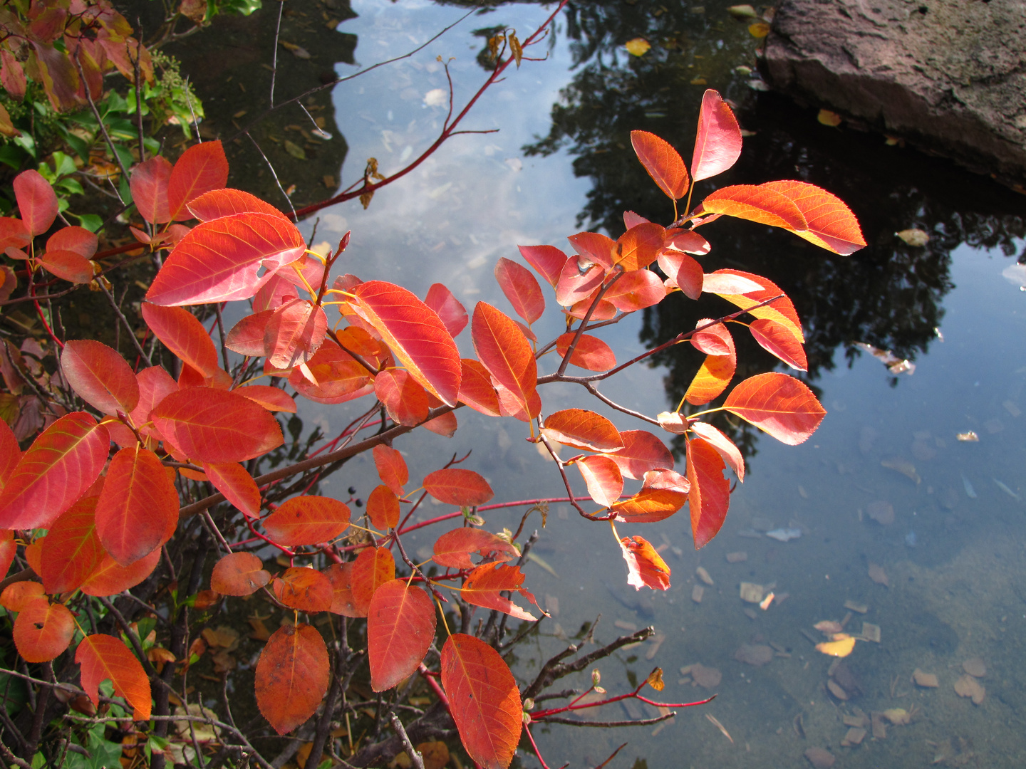 Herbstlaub