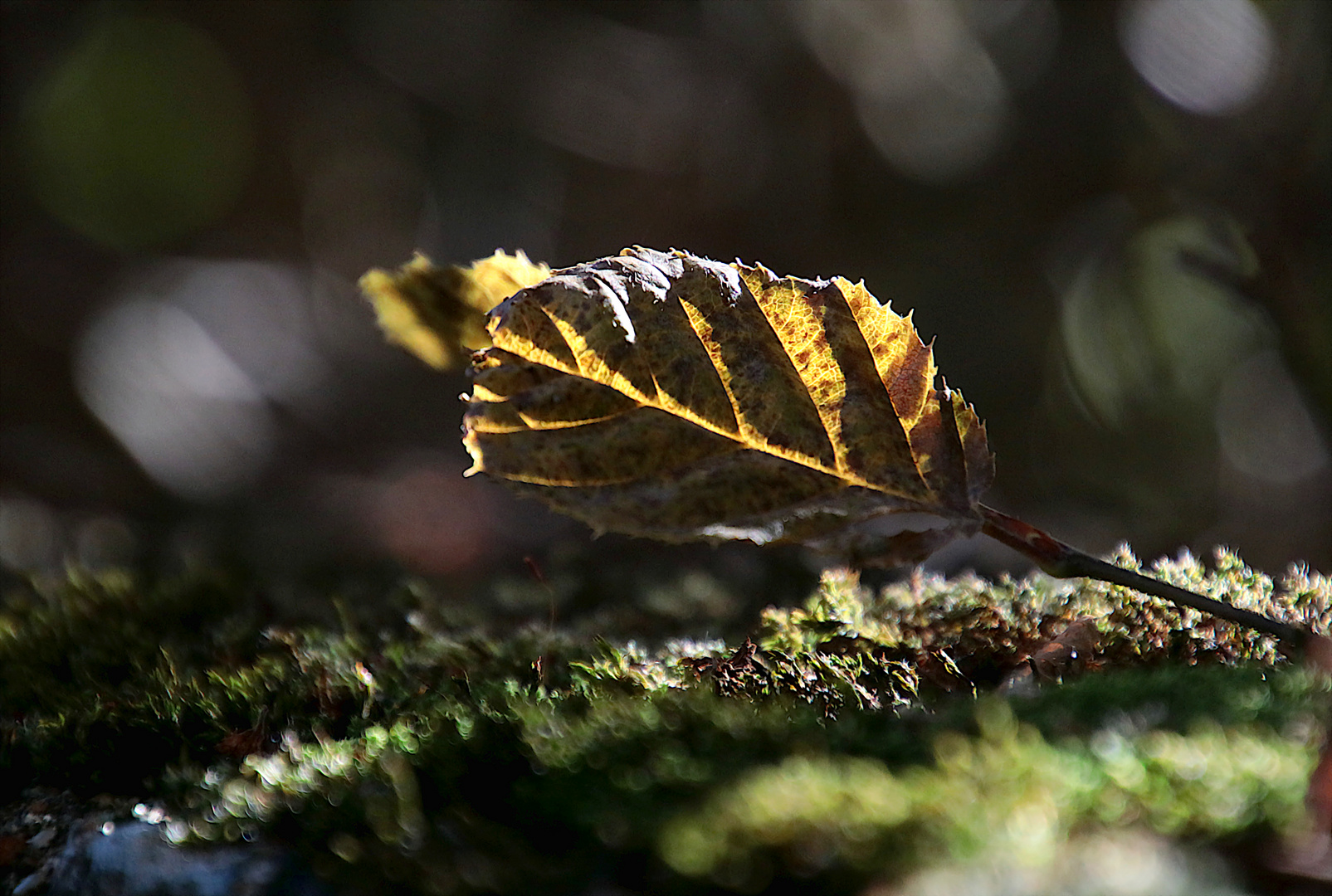 Herbstlaub