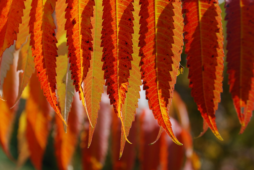 Herbstlaub