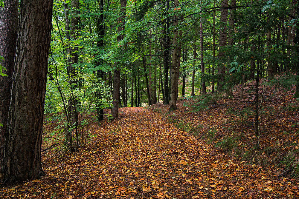 ... Herbstlaub ...