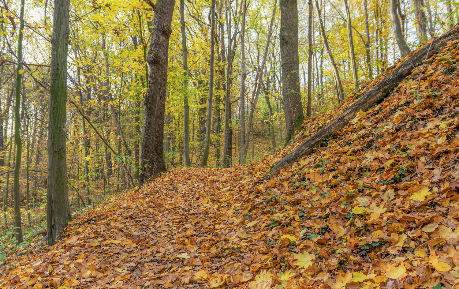 Herbstlaub