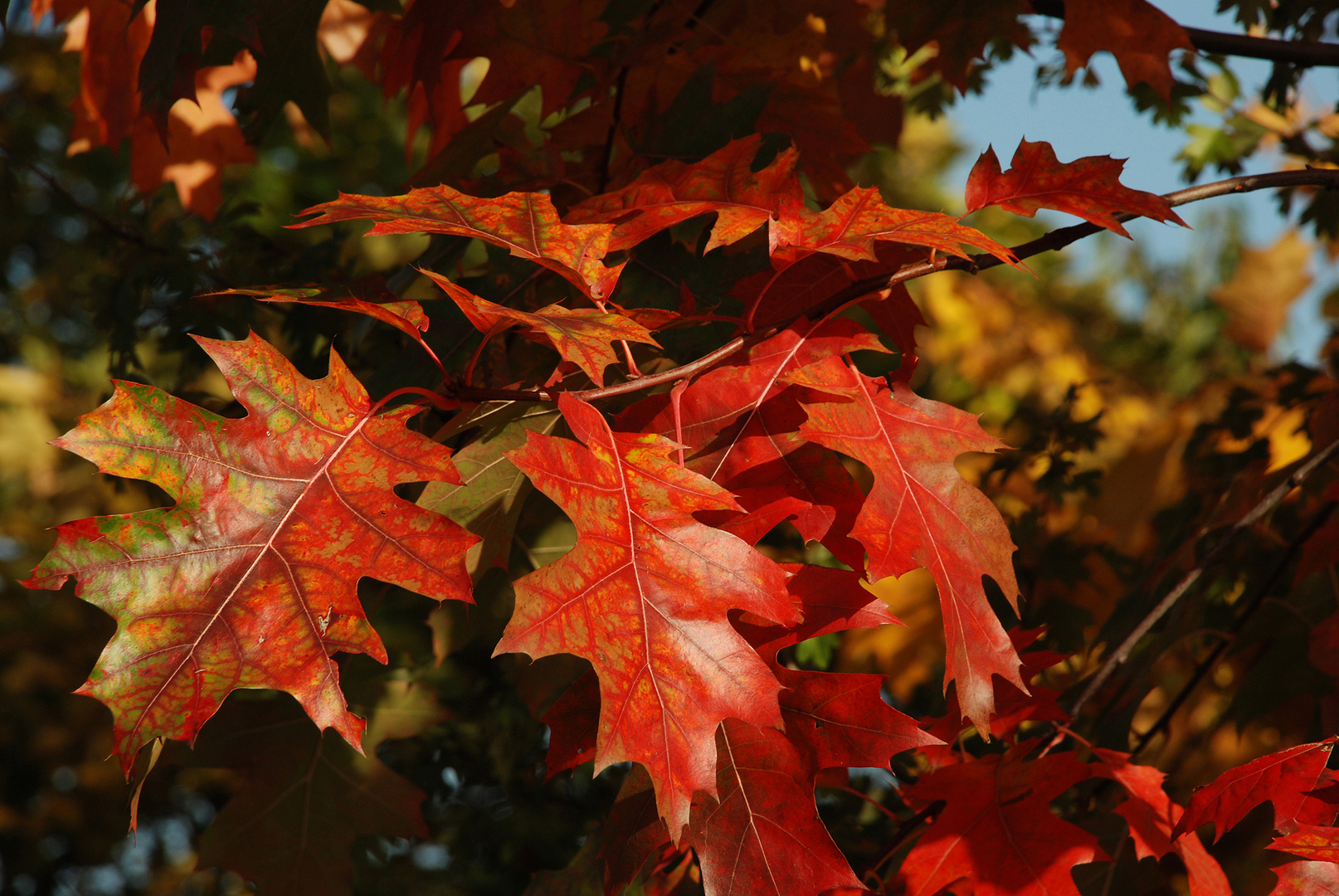 Herbstlaub