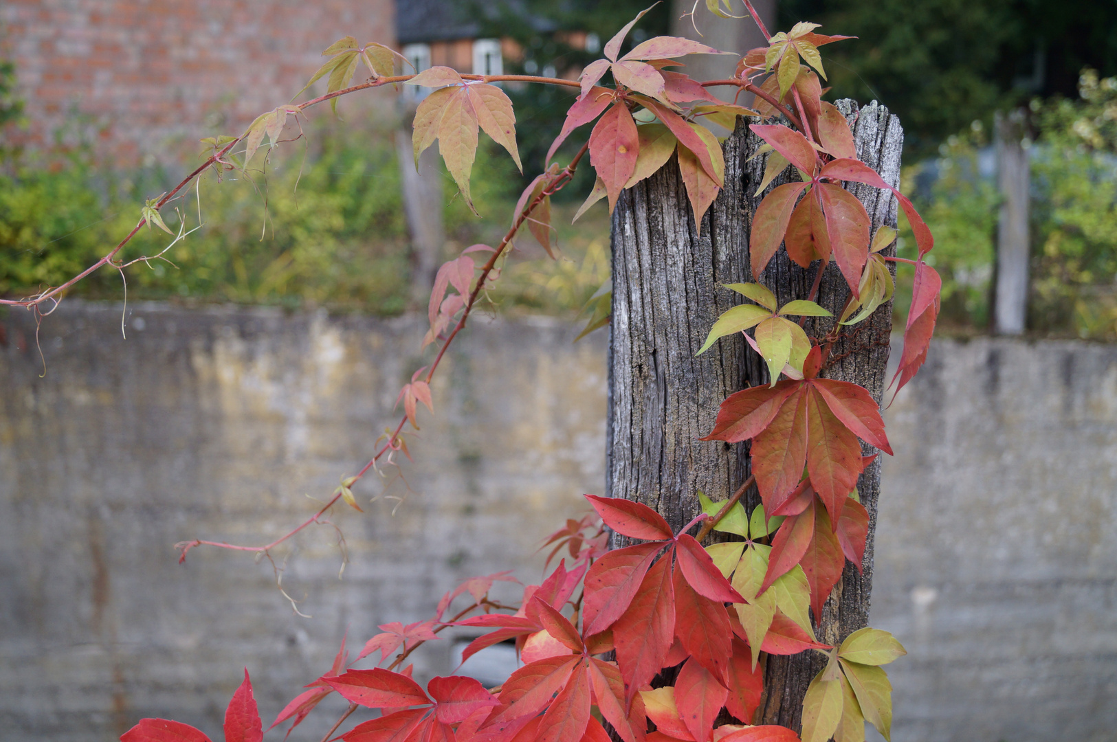 Herbstlaub