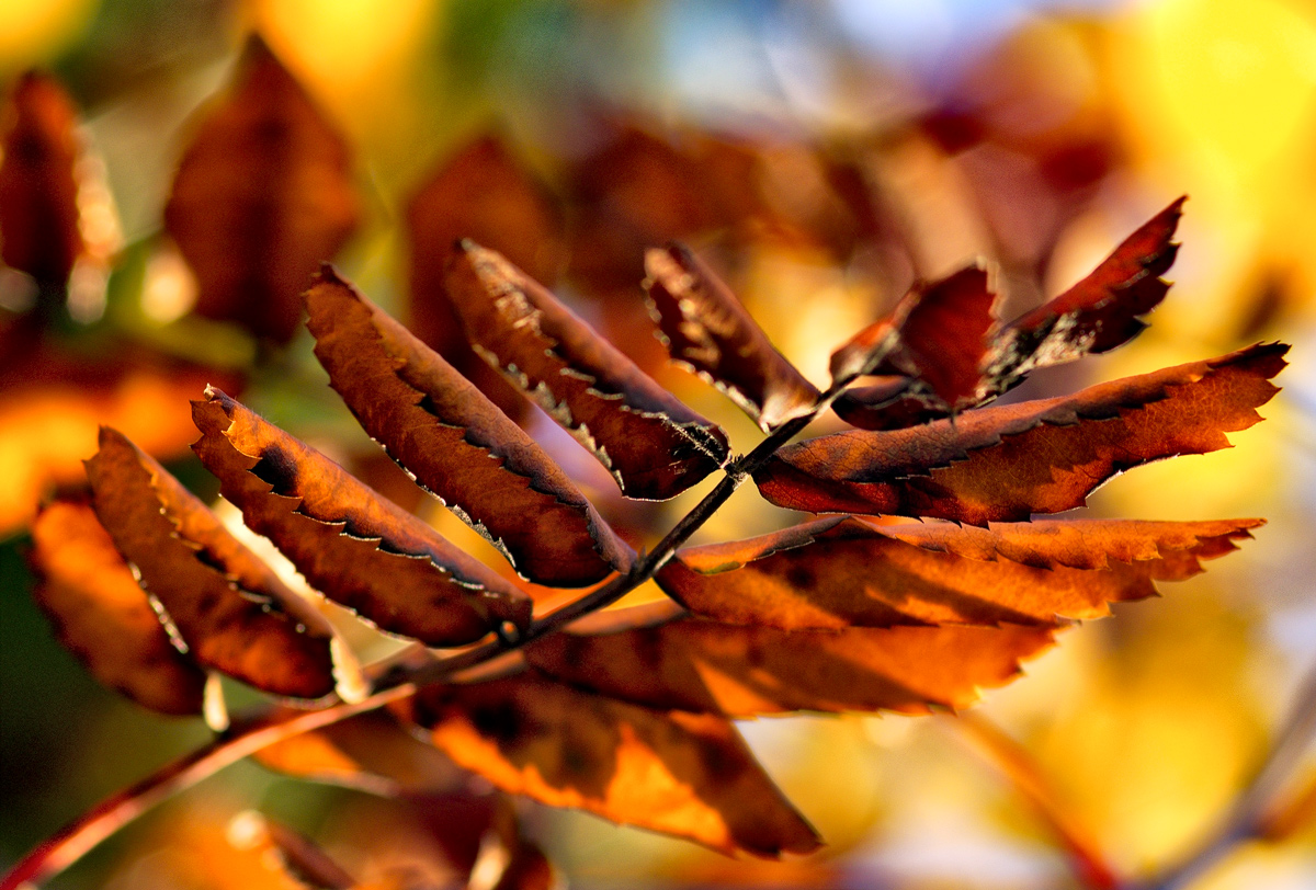 Herbstlaub