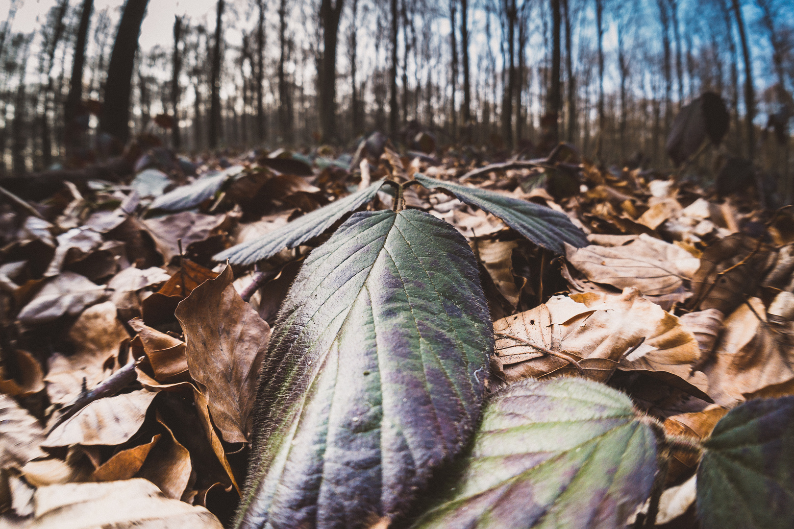 Herbstlaub