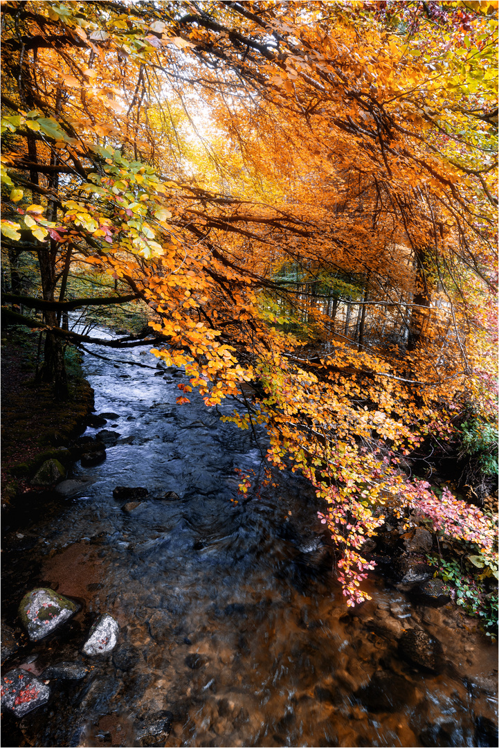 Herbstlaub.