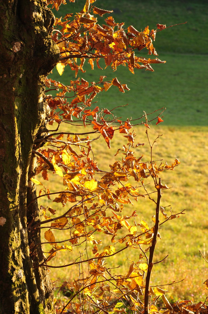 Herbstlaub