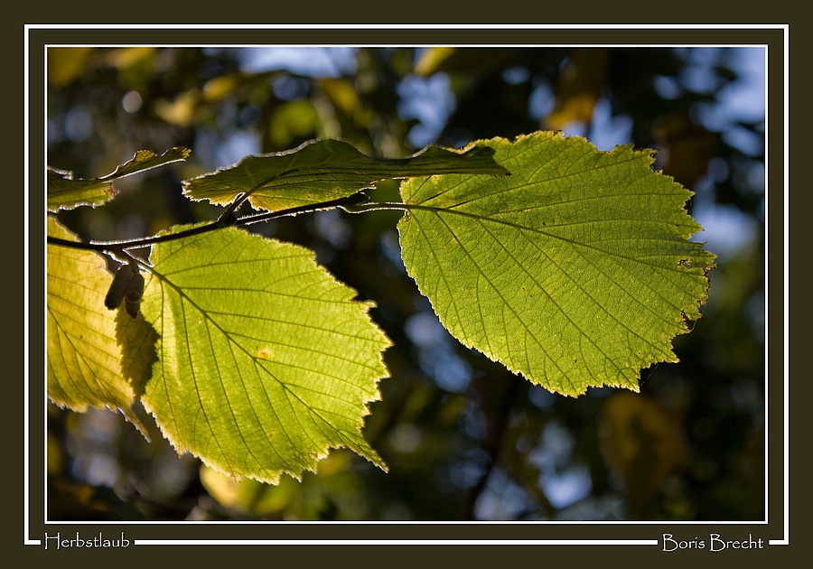 Herbstlaub