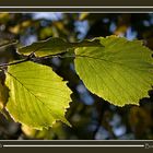 Herbstlaub