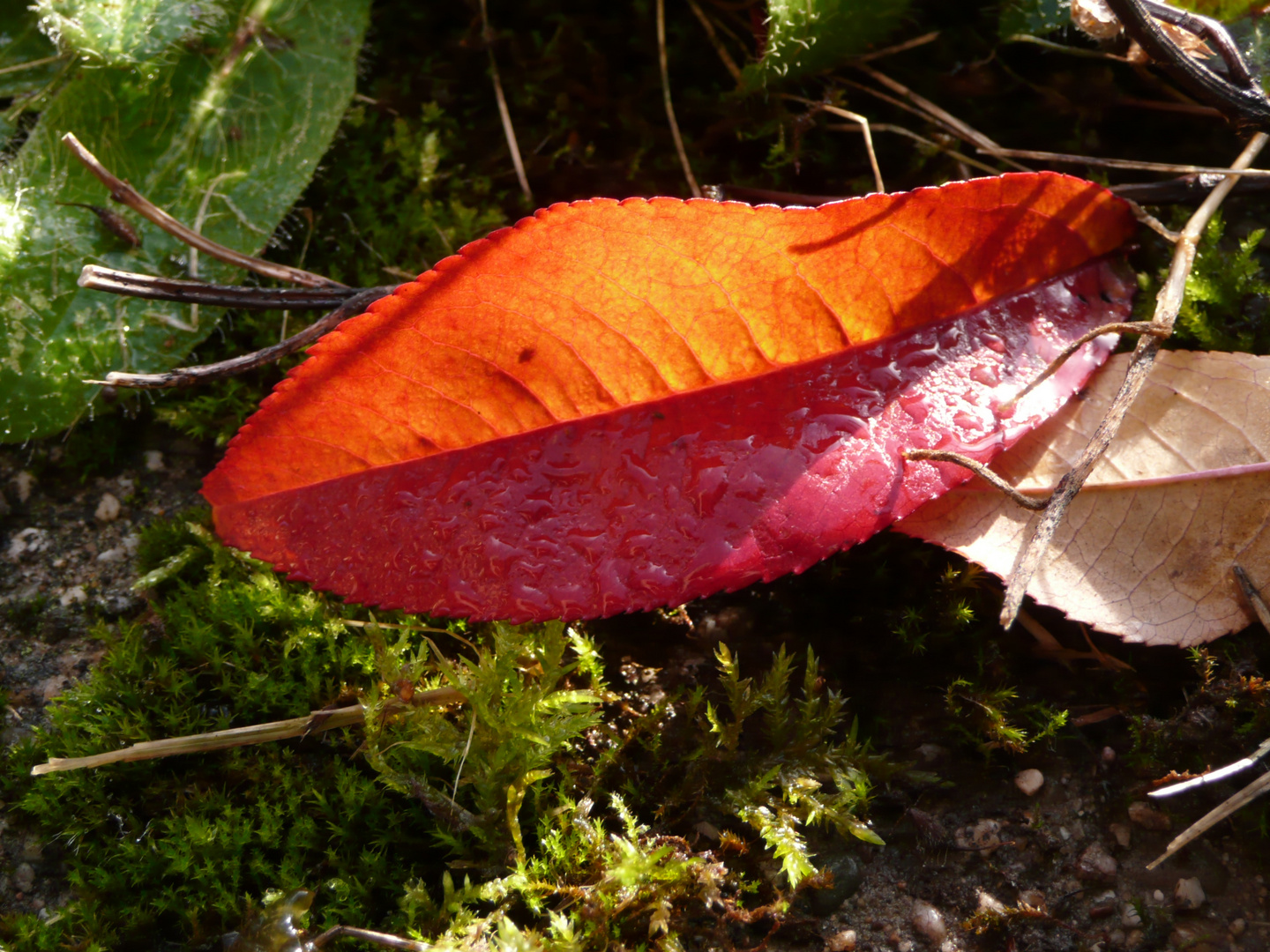 Herbstlaub