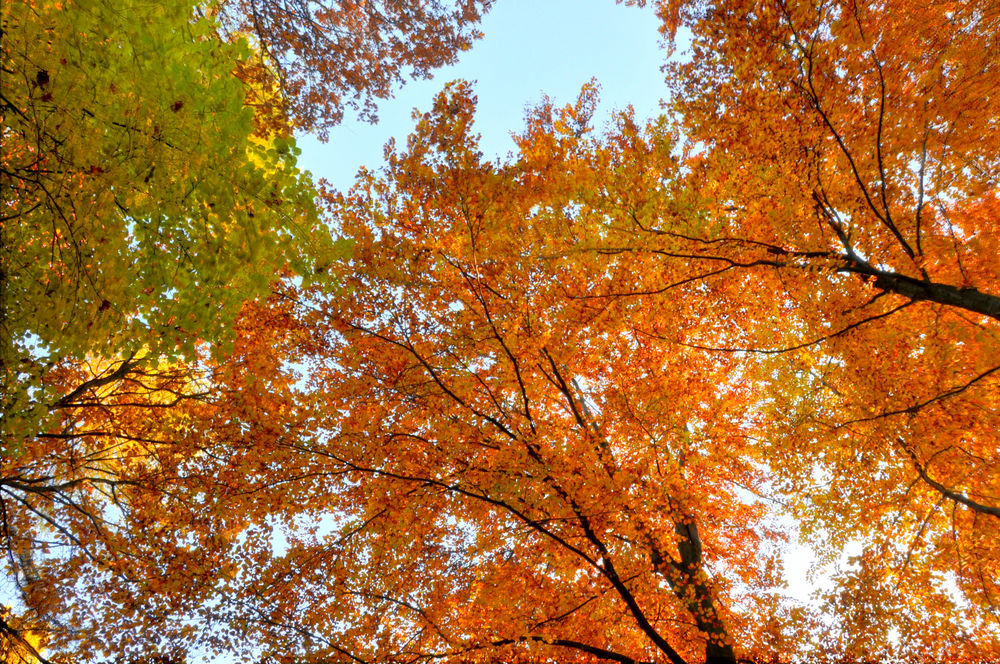 Herbstlaub