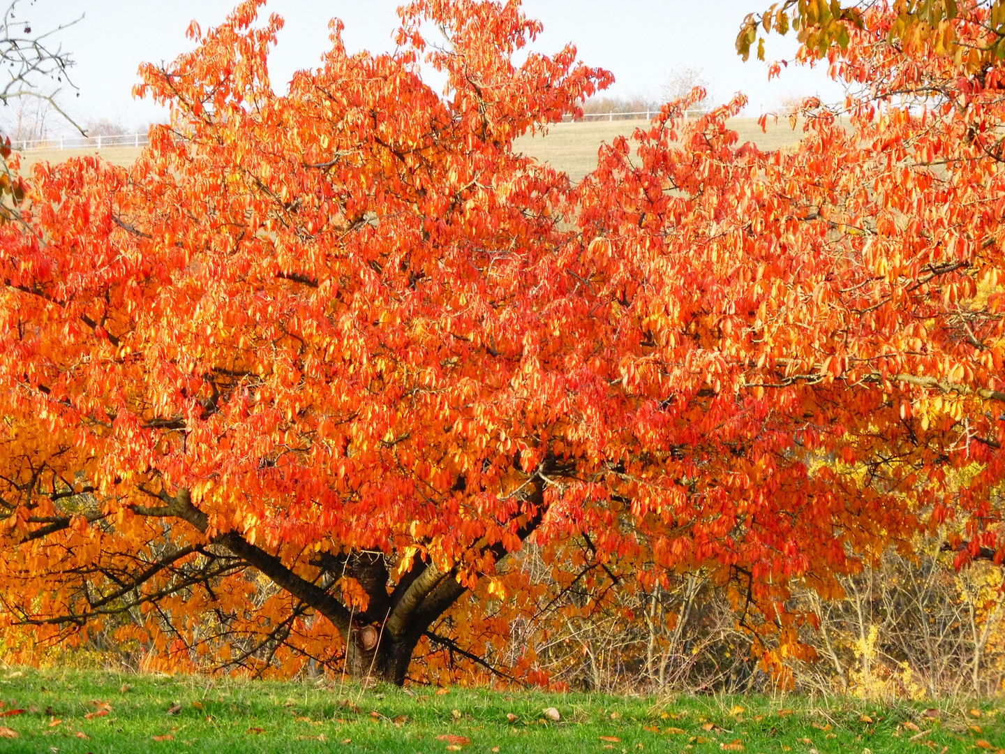 Herbstlaub