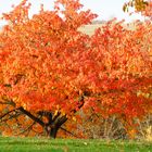 Herbstlaub