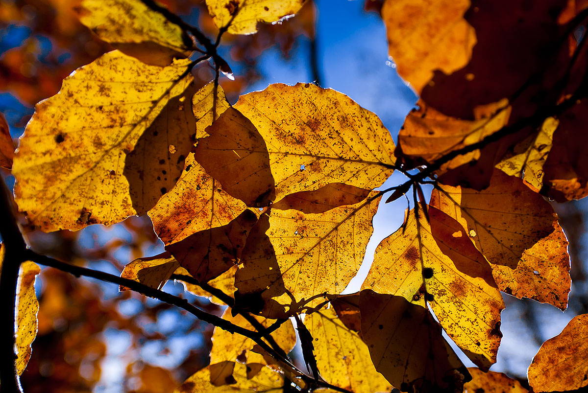 Herbstlaub