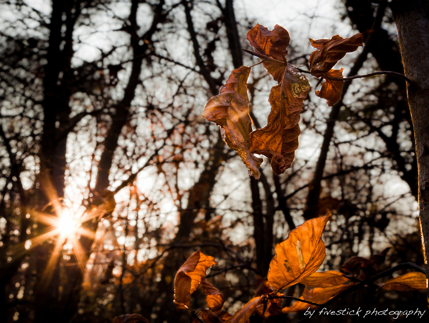 Herbstlaub