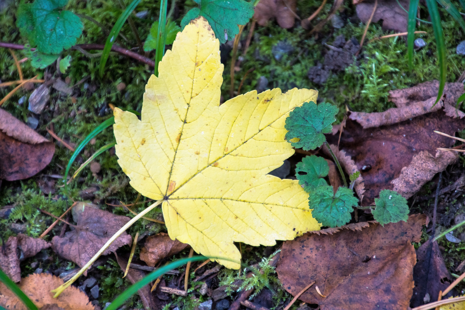 Herbstlaub