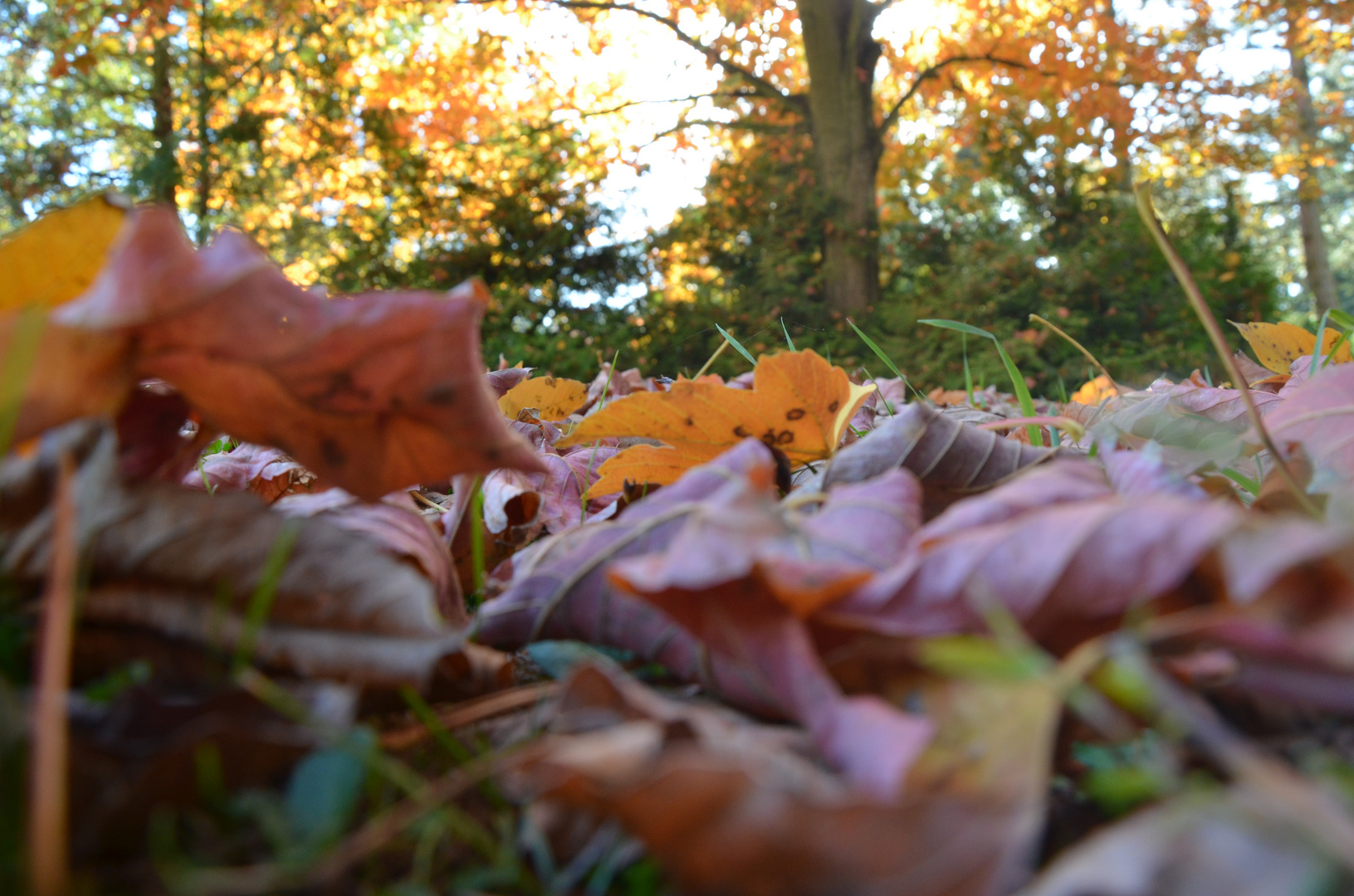 Herbstlaub