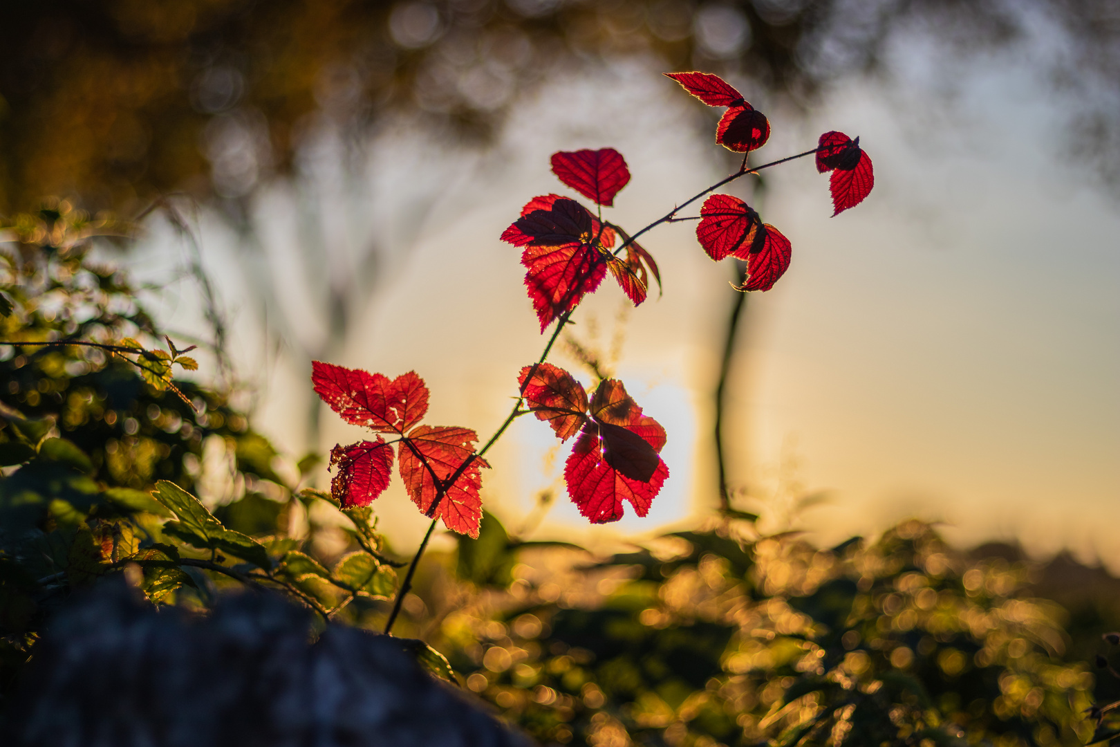 Herbstlaub