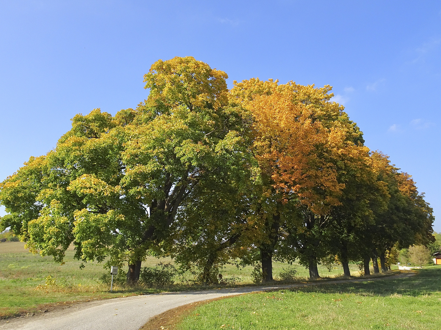 Herbstlaub