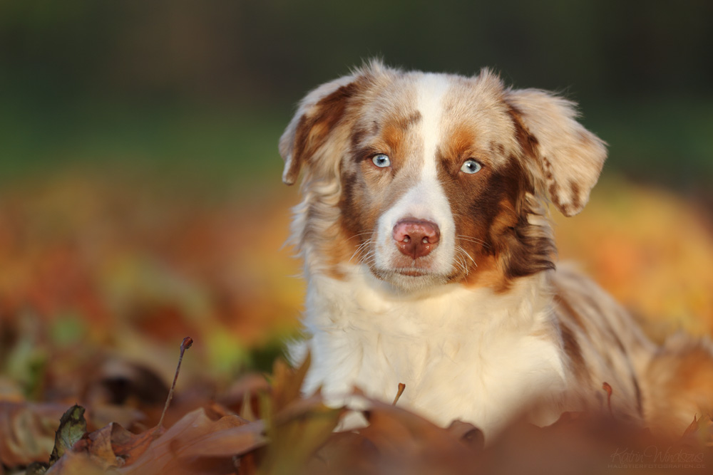 ... Herbstlaub ...