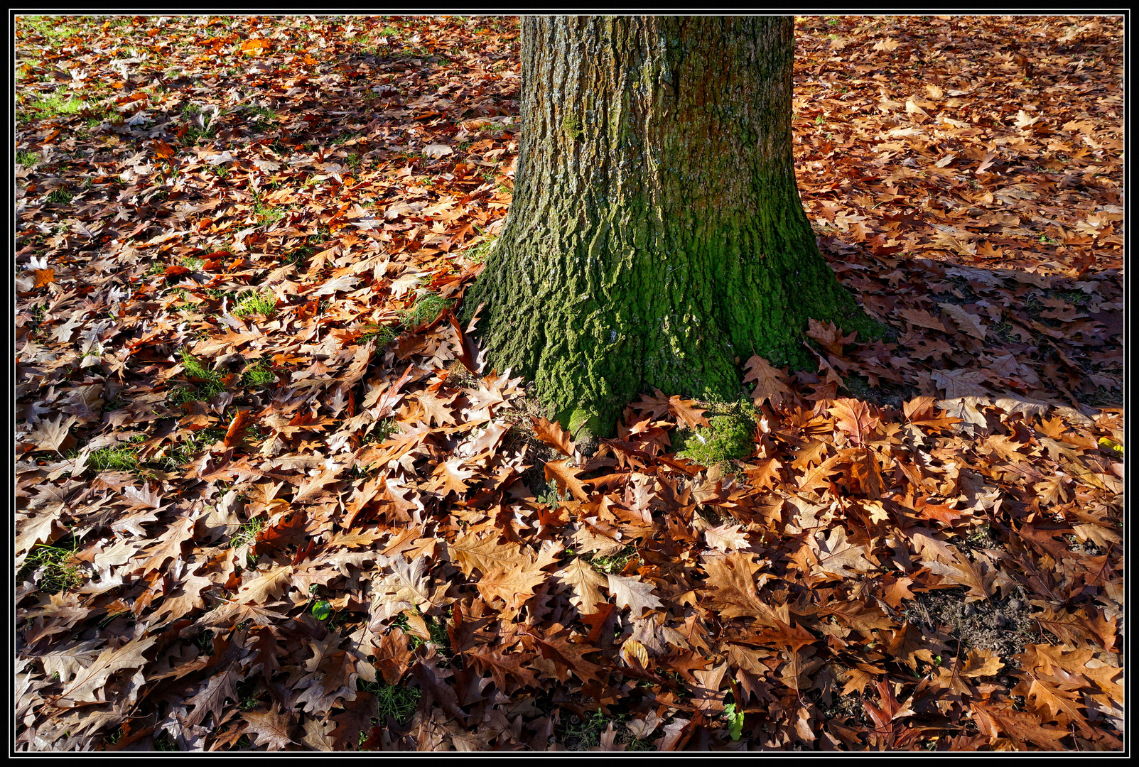 Herbstlaub