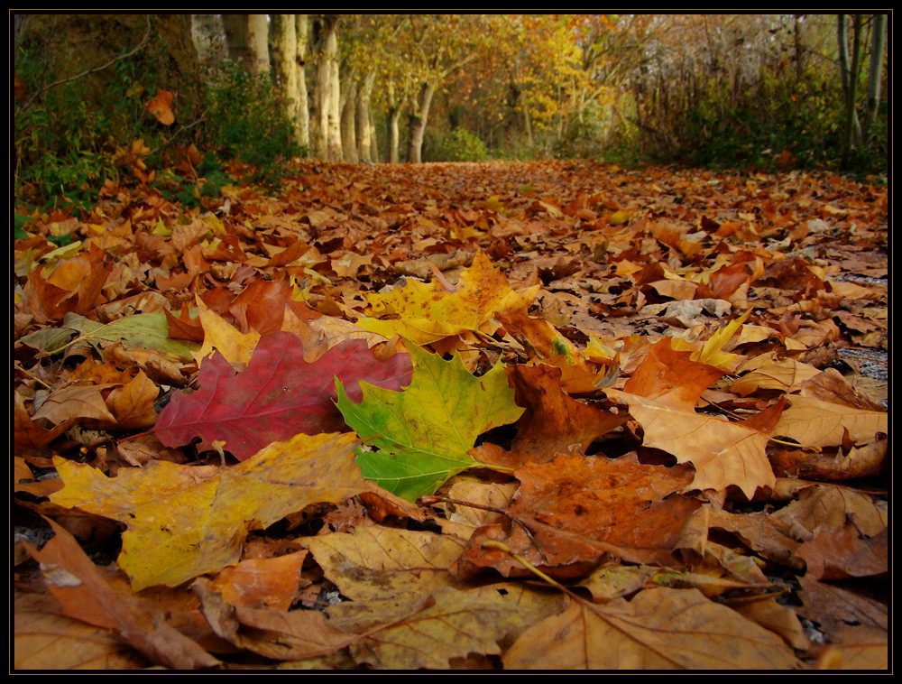 Herbstlaub...