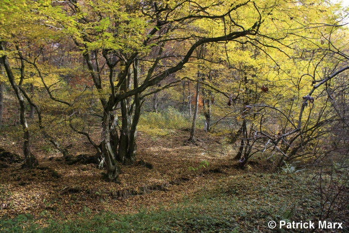 Herbstlaub