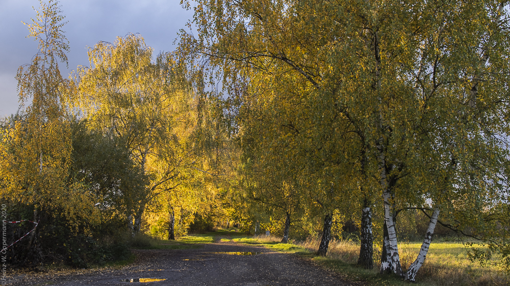 Herbstlaub