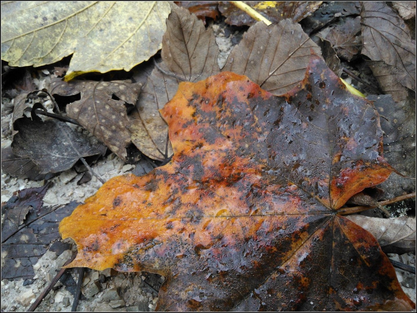 Herbstlaub..